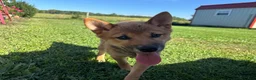 Shiba Inu dogs for sale: Keisha - Ad 2