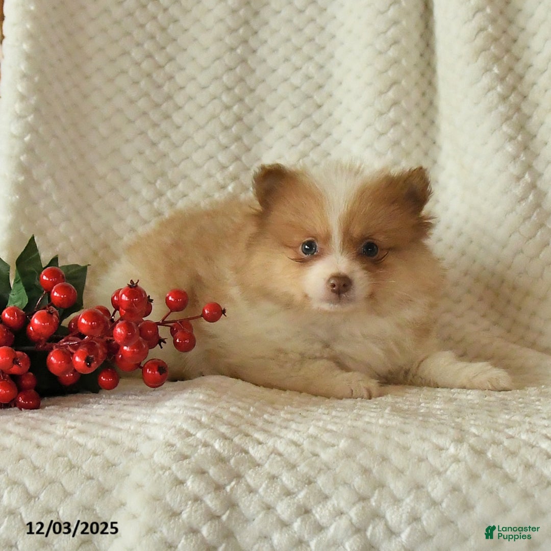 Pomeranian dogs for sale: Pete - Ad 4