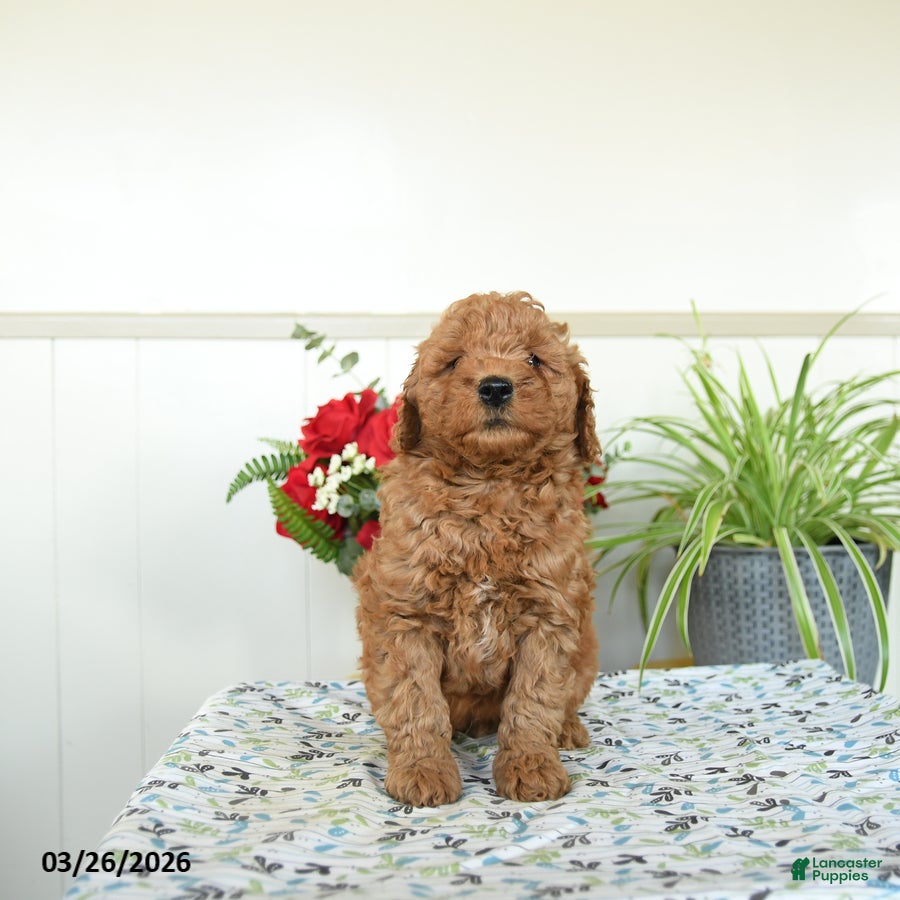 Mini Goldendoodle dogs Willy - Ad 1