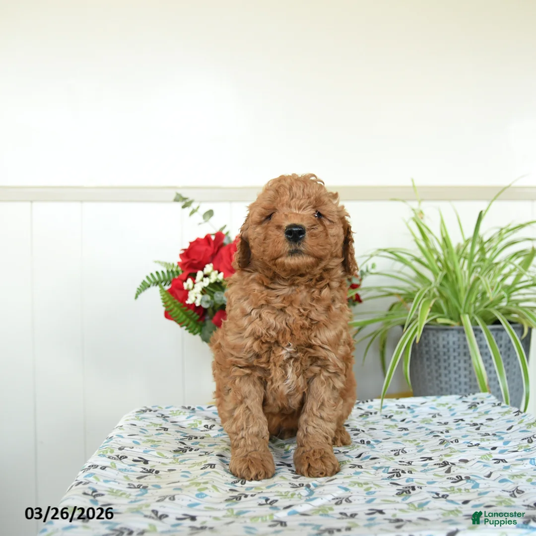 Mini Goldendoodle dogs for sale: Willy - Ad 1