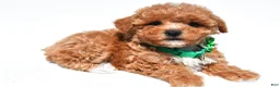 Maltipoo dogs for sale: Krissey - Ad 7