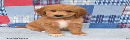 Mini Goldendoodle dogs for sale: Bowser - Ad 4