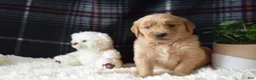 Golden Retriever dogs for sale: Laird - Ad 7