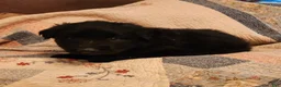 German Shepherd dogs for sale: German Shepherd Puppy 4 - Ad 11