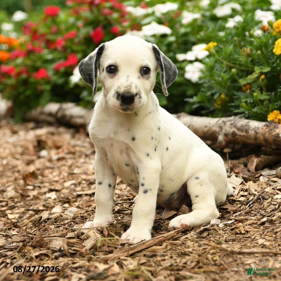 Dalmatian dogs Patches - Ad 1