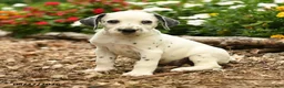 Dalmatian dogs for sale: Patches - Ad 1