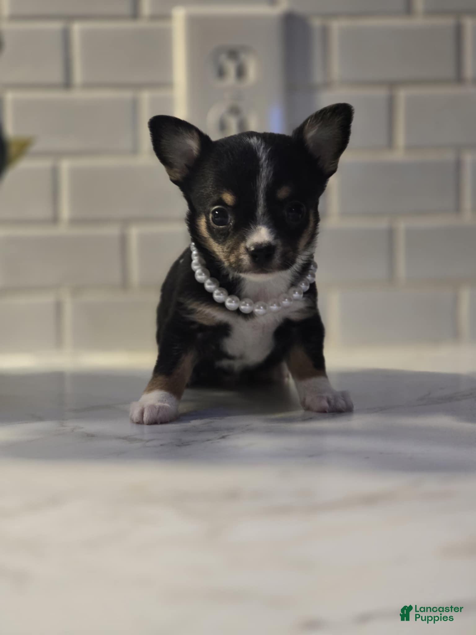 Chihuahua dogs lala - Ad 6