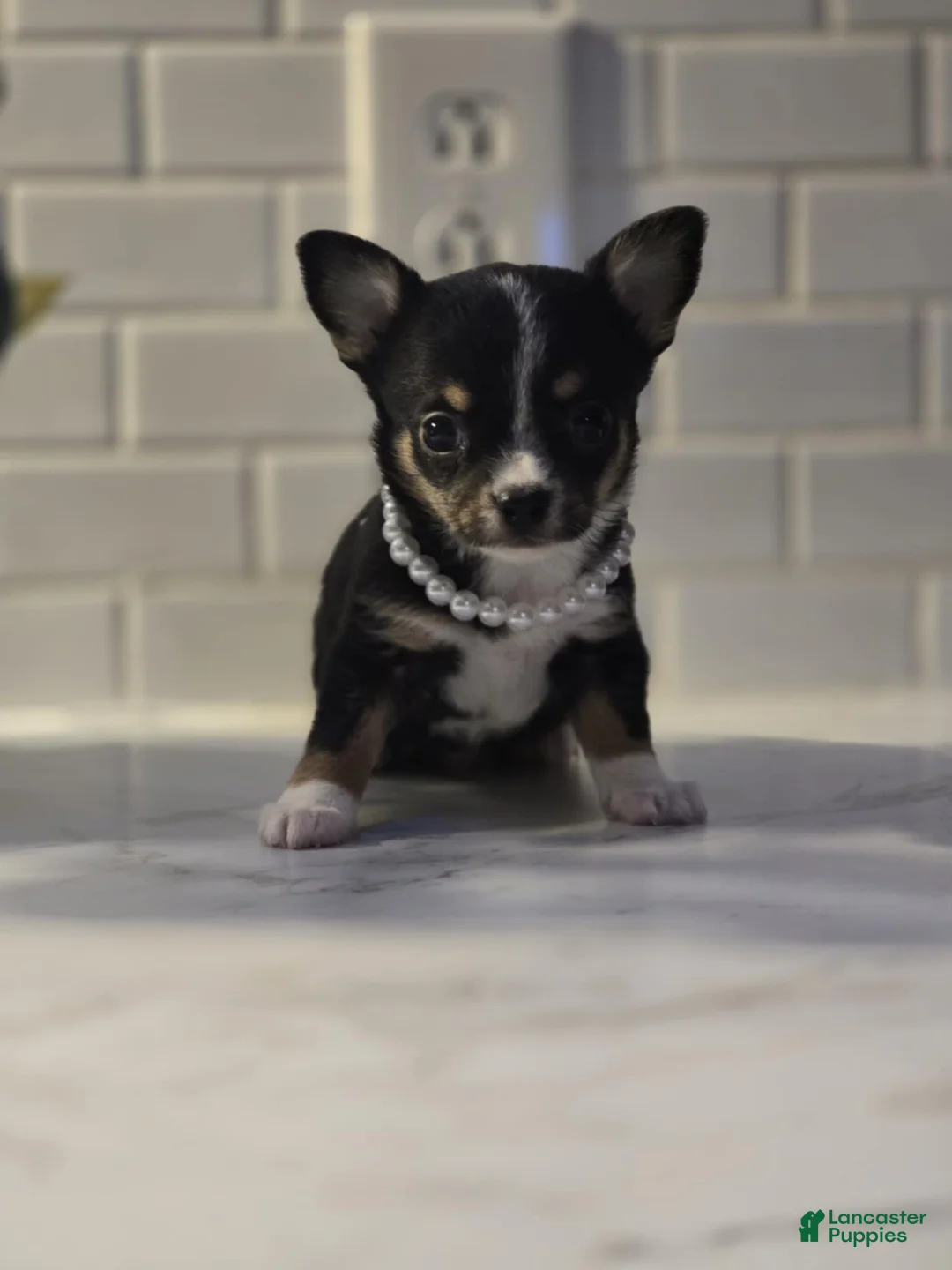 Chihuahua dogs for sale: lala - Ad 1