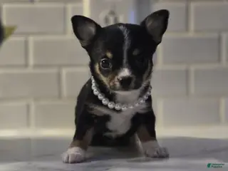 Chihuahua dogs lala - Ad 6