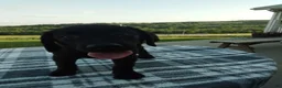 Labrador Retriever dogs for sale: Mindy - Ad 3