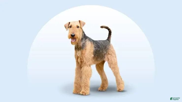 Airedale Terrier dogs Ross - Ad 3