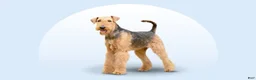 Airedale Terrier dogs for sale: Ross - Ad 1