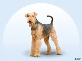 Airedale Terrier dogs Ross - Ad 3