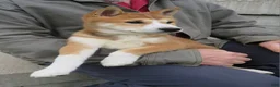 Shiba Inu dogs for sale: Bradon  - Ad 4
