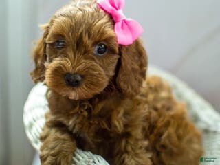 Cockapoo dogs Kali - Ad 37