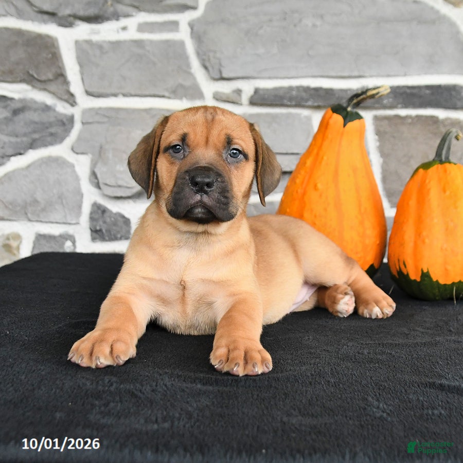 Mixed Breed dogs Sasha - Ad 2