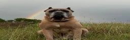 Cane Corso dogs for sale: Cane Corso 5- Dustin  - Ad 7