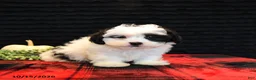 Teddy Bear dogs for sale: Peter - Ad 3