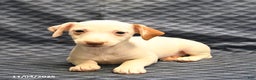 Jack Russell Terrier dogs for sale: Alice - Ad 3