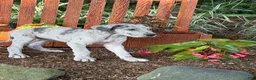 Great Dane dogs for sale: Pansy Great Dane  - Ad 9