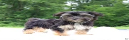 Morkie dogs for sale: Sophie - Ad 6