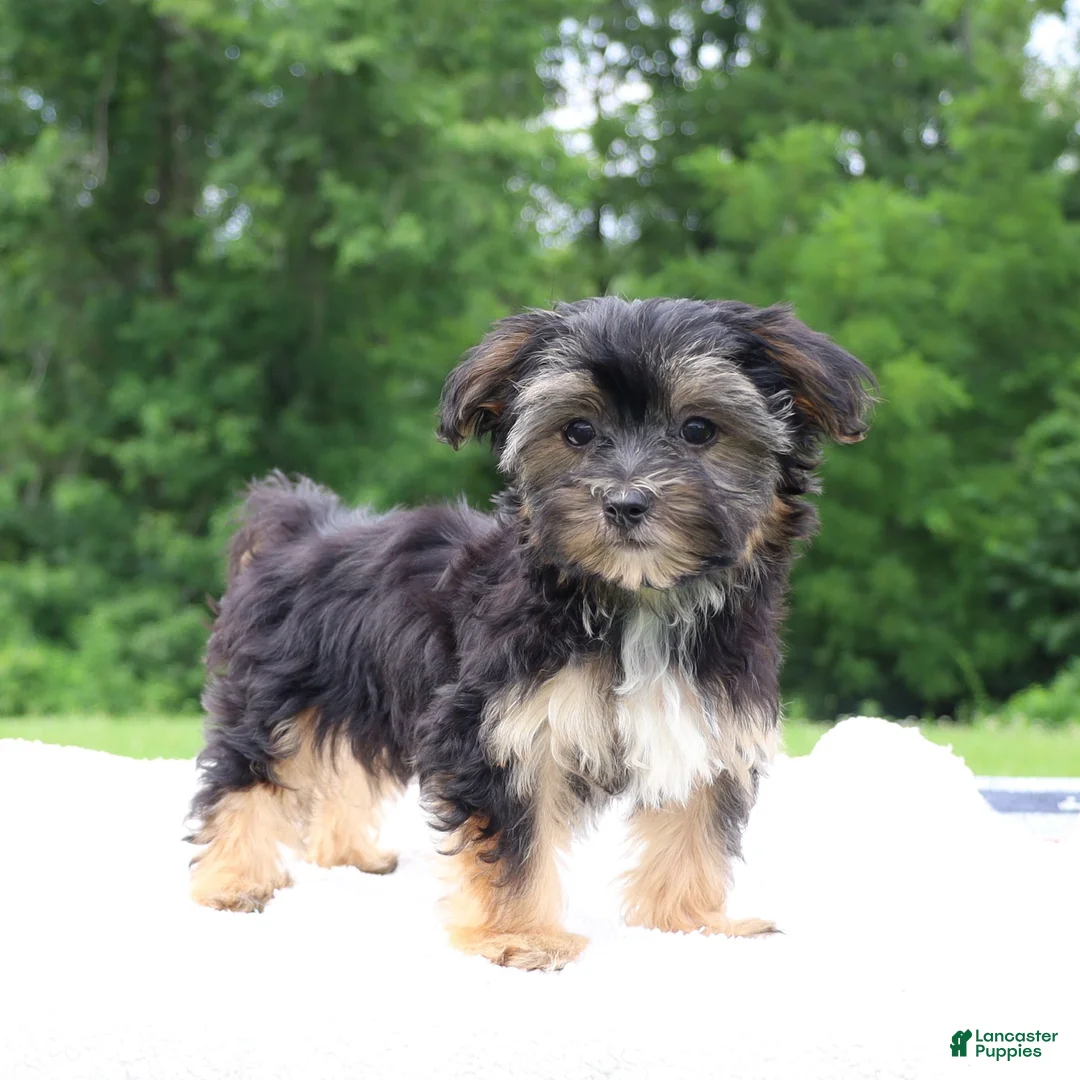 Morkie dogs for sale: Sophie - Ad 6