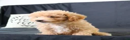 Maltipoo dogs for sale: Milo - Ad 12