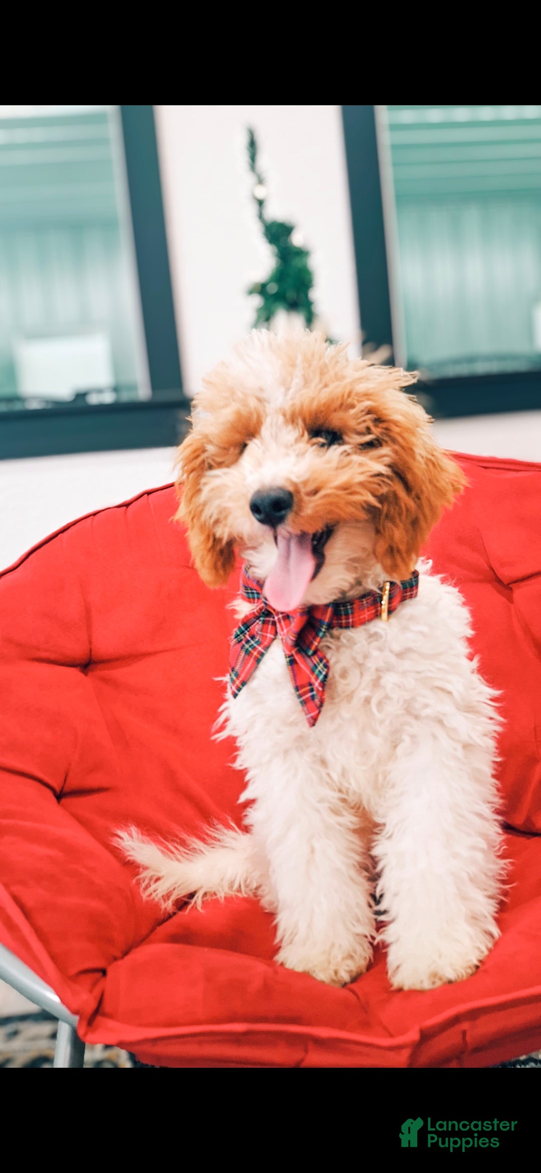 Mini Goldendoodle dogs for sale: Blossom - Ad 10