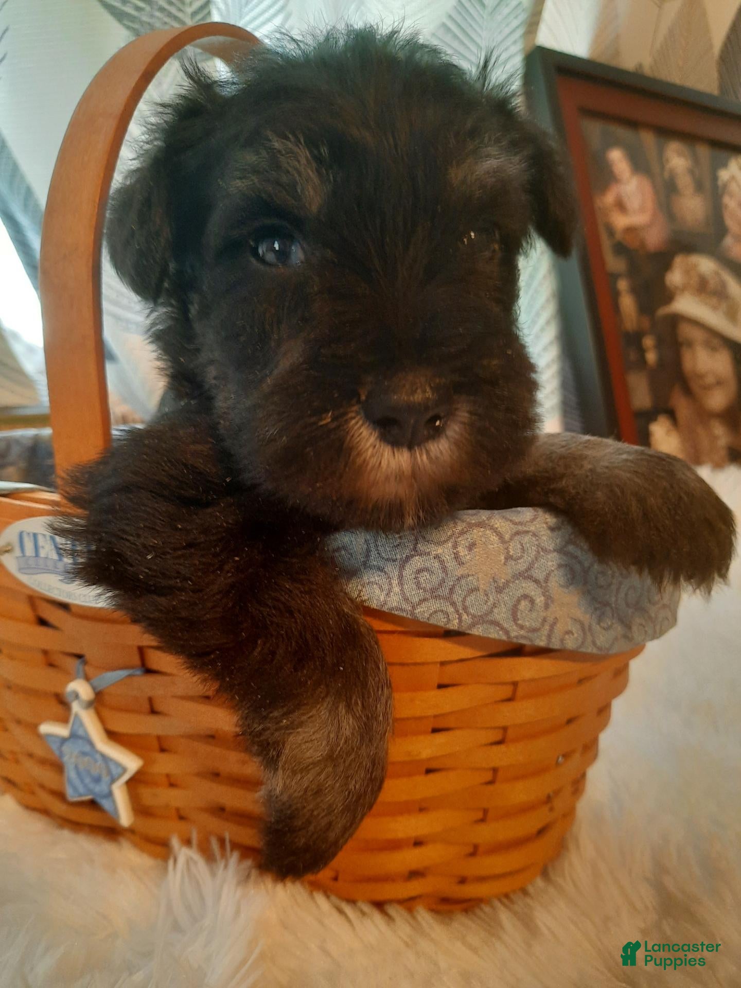 Miniature Schnauzer dogs AKC Oreo - Ad 2