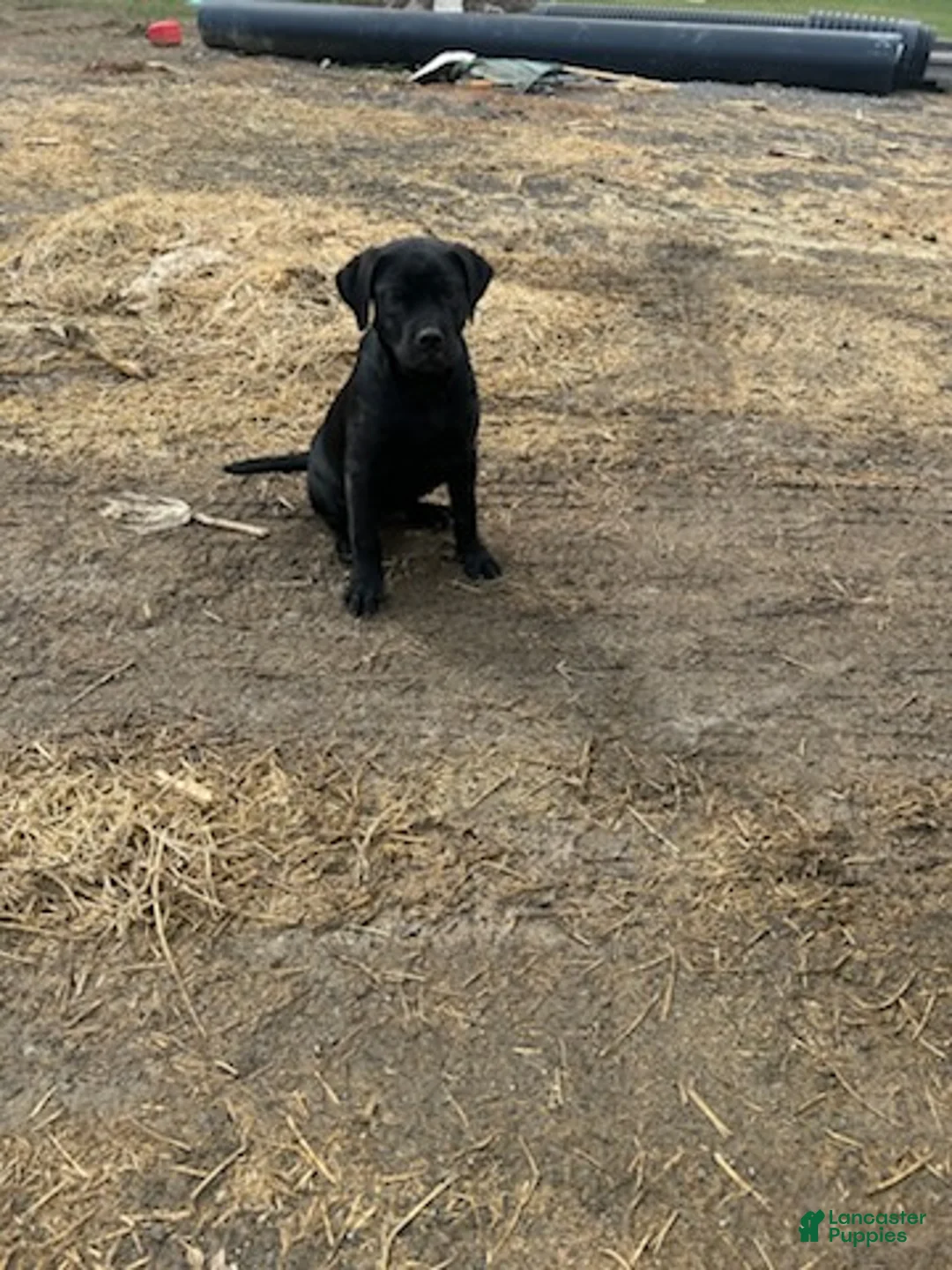 Mixed Breed dogs for sale: Larry - Ad 4