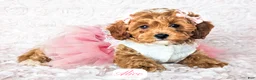 Cavapoo dogs for sale: Alice - Ad 24