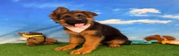German Shepherd dogs for sale: Orchid - Ad 3
