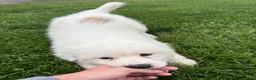 Great Pyrenees dogs for sale: Great Pyrenees Pink (Dottie) READY TO GO HOME TODAY  - Ad 4
