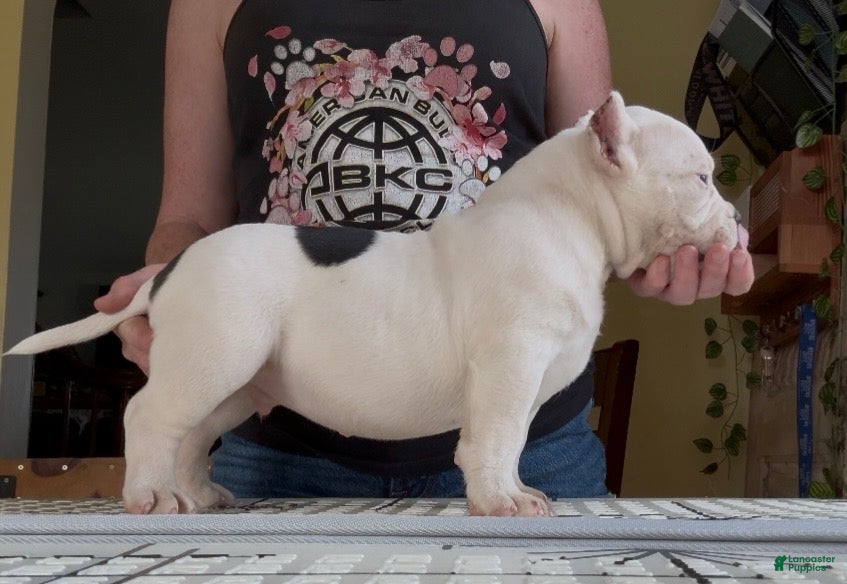 American Bully dogs for sale: Black/White Pied  - Ad 1