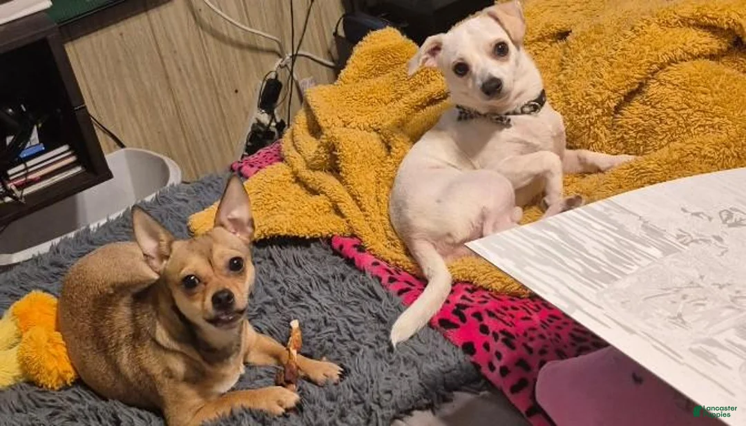 Chihuahua dogs for sale: Chihuahua 1 - Ad 2