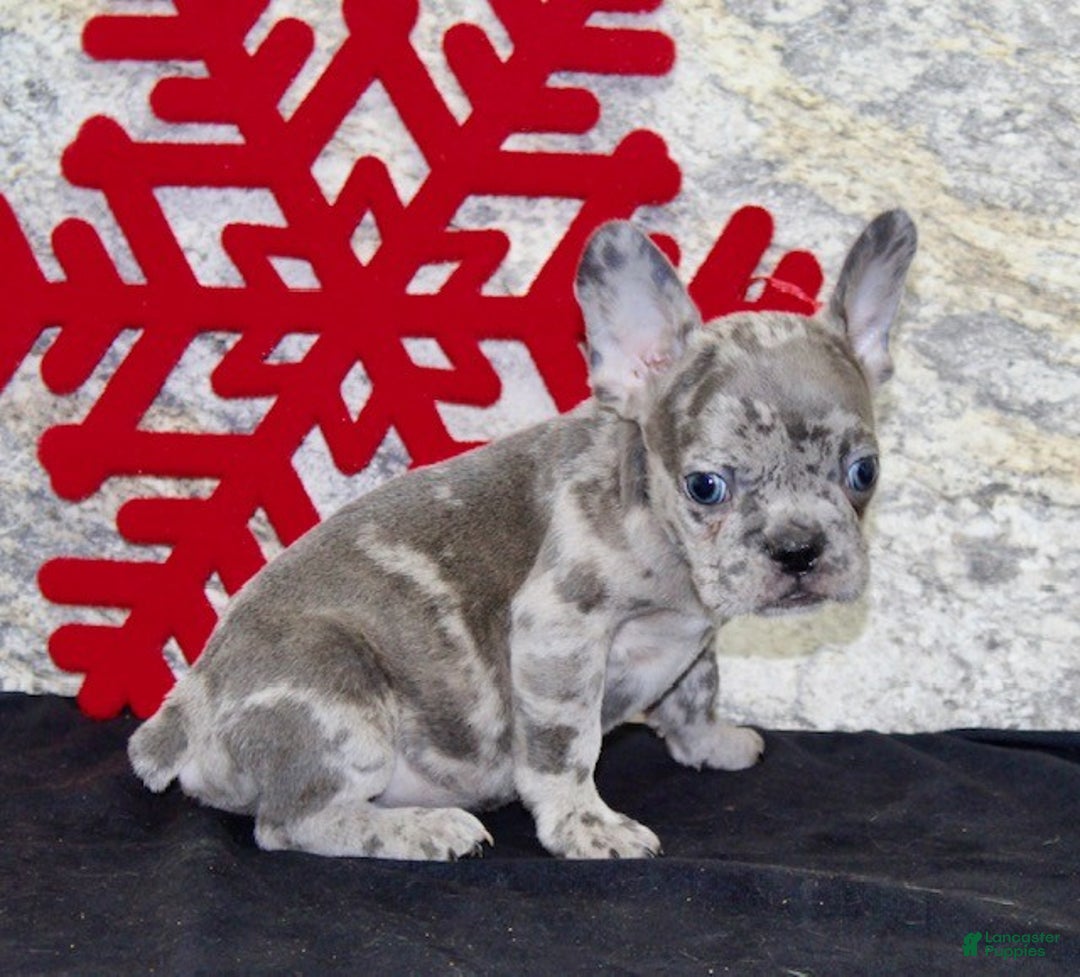 French Bulldog dogs for sale: Cletis - Ad 5