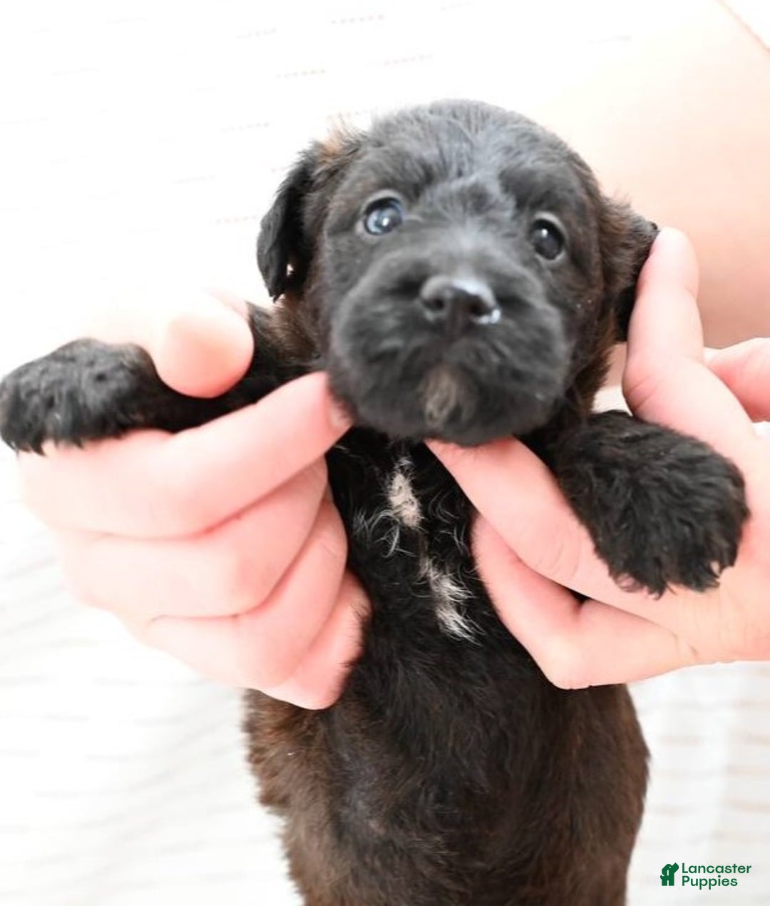 Mixed Breed dogs for sale: Ivy - Ad 4