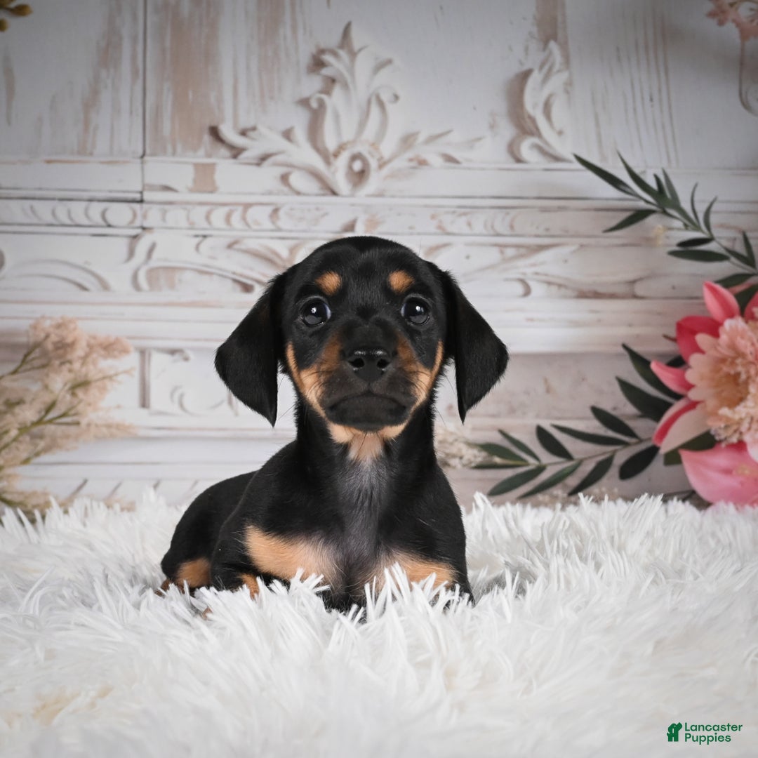 Miniature Dachshund dogs for sale: Pedro-AKC - Ad 2