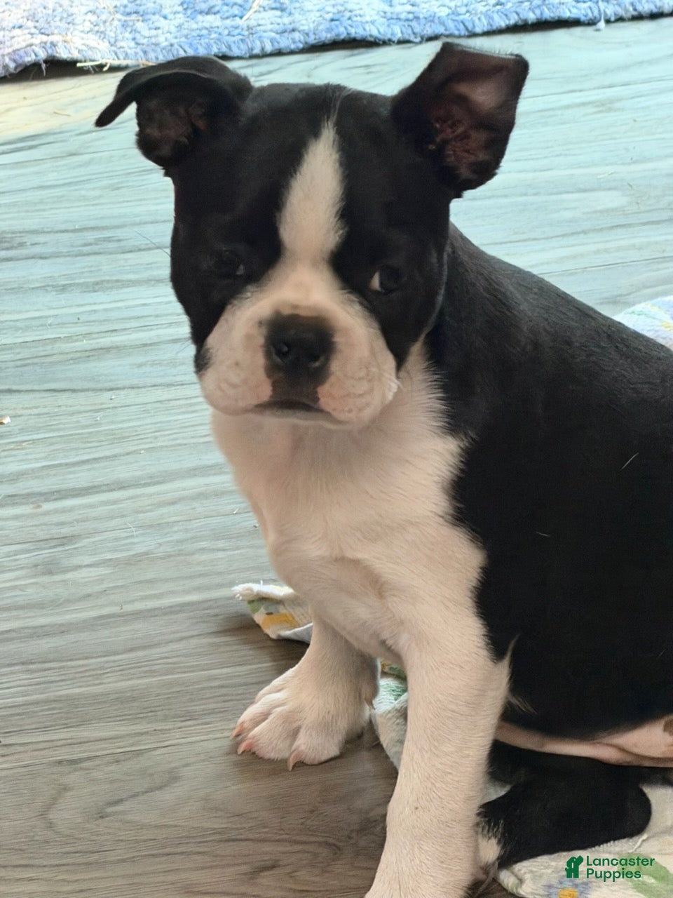 Boston Terrier dogs Lucy - Ad 2