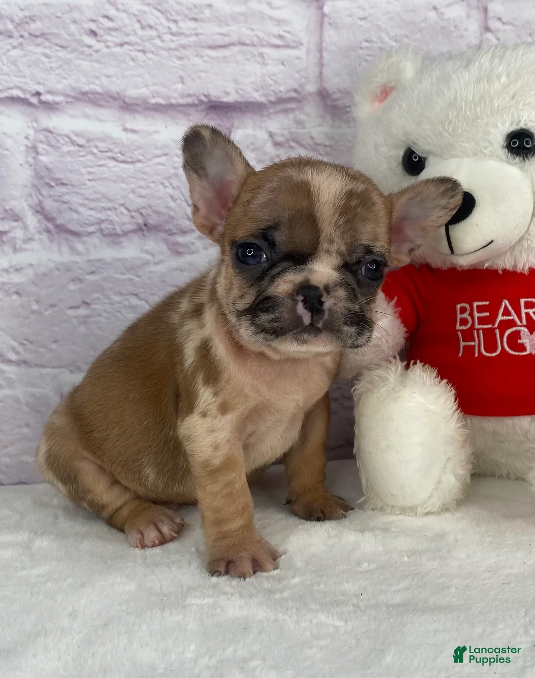 French Bulldog dogs for sale: Brice - Ad 2