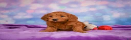 Mini Goldendoodle dogs for sale: REAGAN - Ad 3
