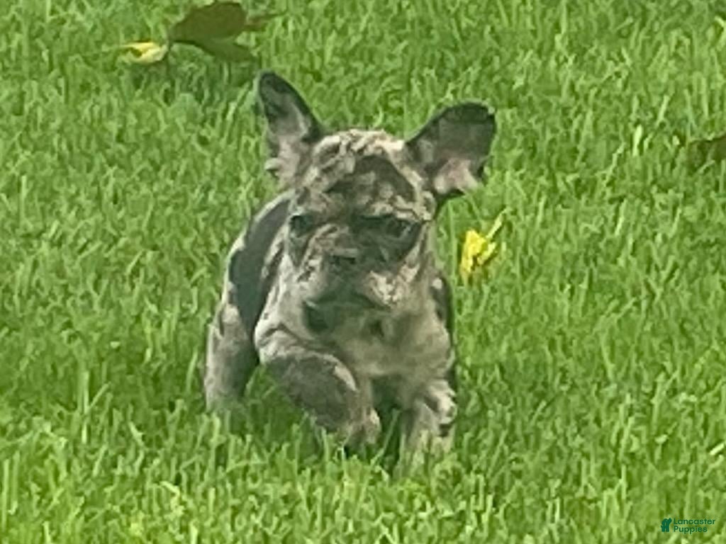 French Bulldog dogs Dash - Ad 2