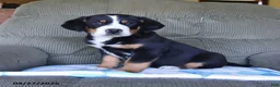 Greater Swiss Mountain Dog dogs for sale: Bear - Ad 2
