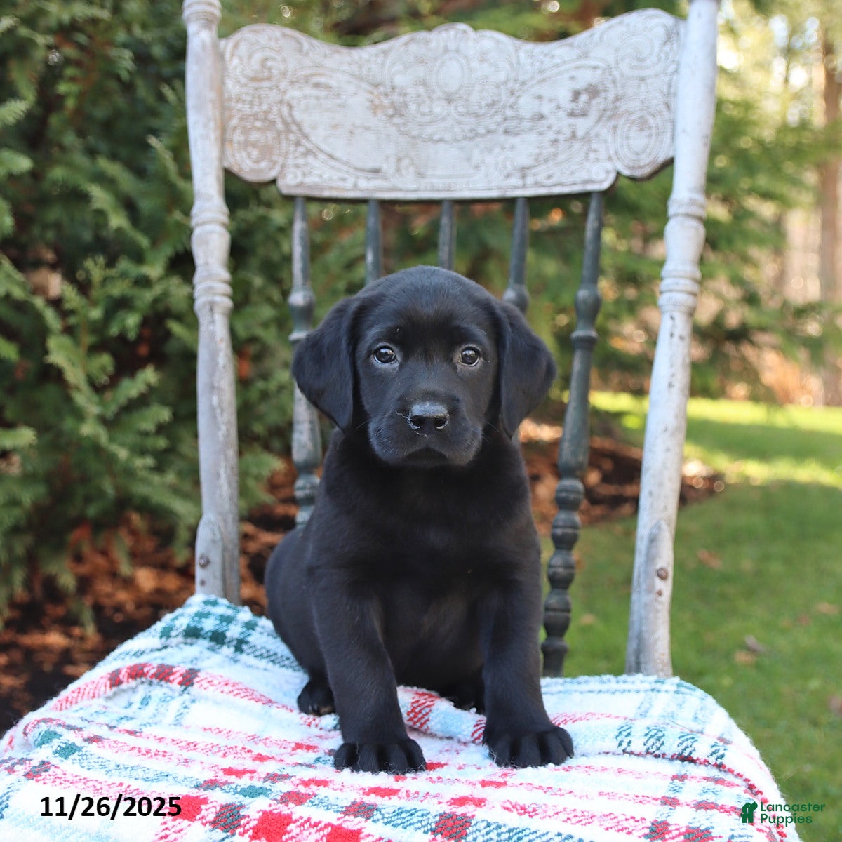 Labrador Retriever dogs Ruby - Ad 33