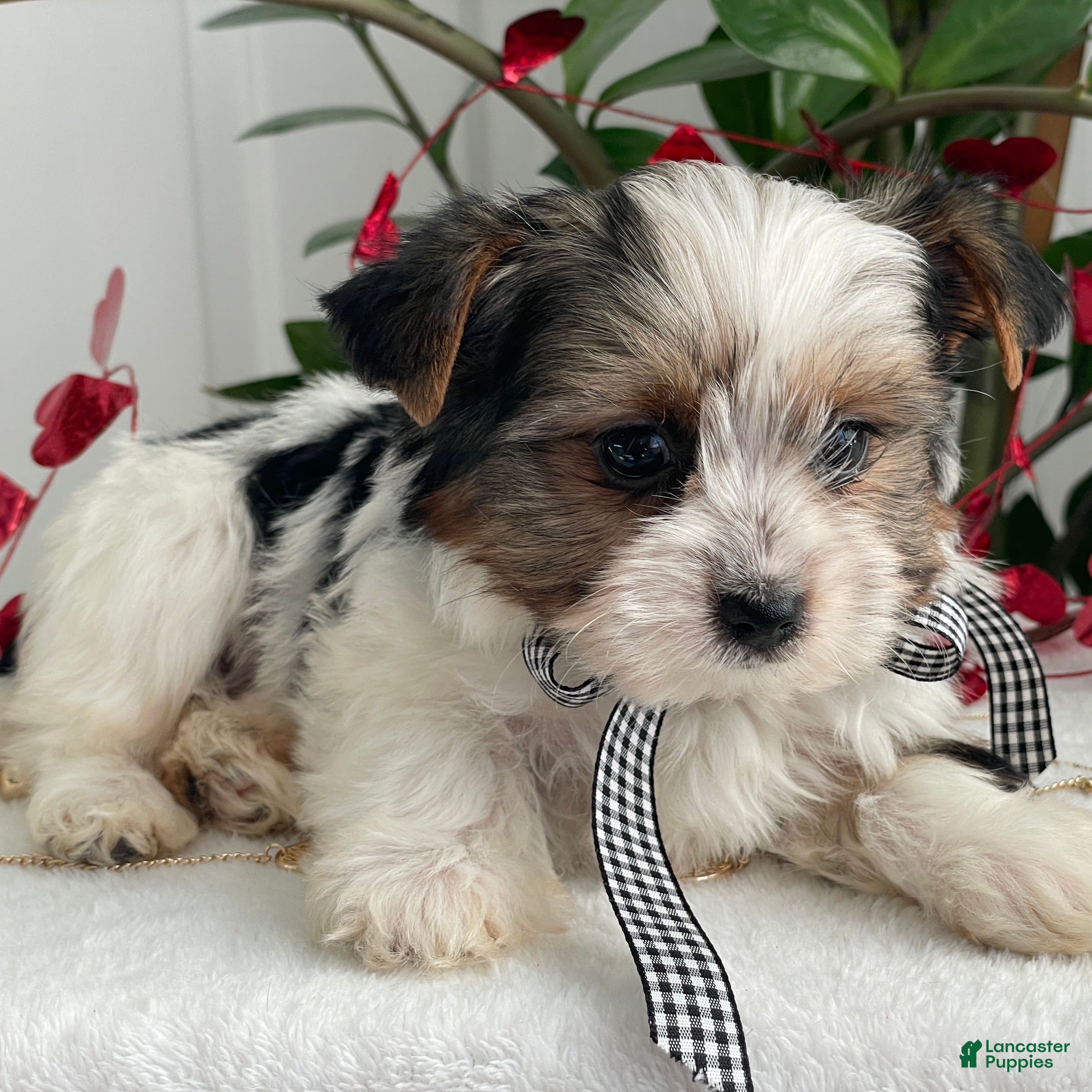 Biewer Terrier dogs Charlie - Ad 3