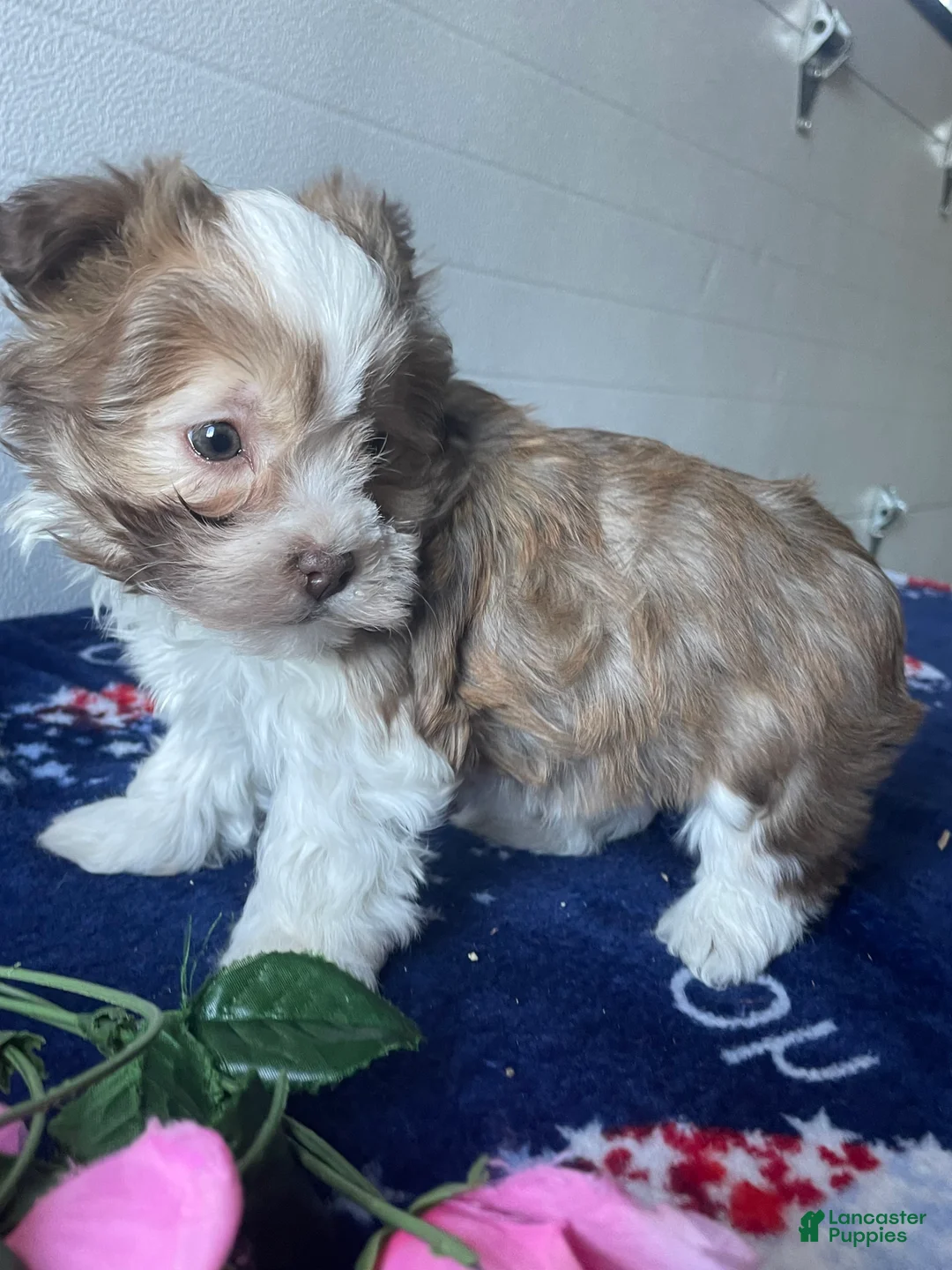 Havanese dogs for sale: Lily - Ad 4
