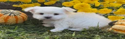 Maltese dogs for sale: Cameron - Ad 6