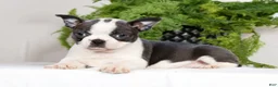 Boston Terrier dogs for sale: Kathy - Ad 5