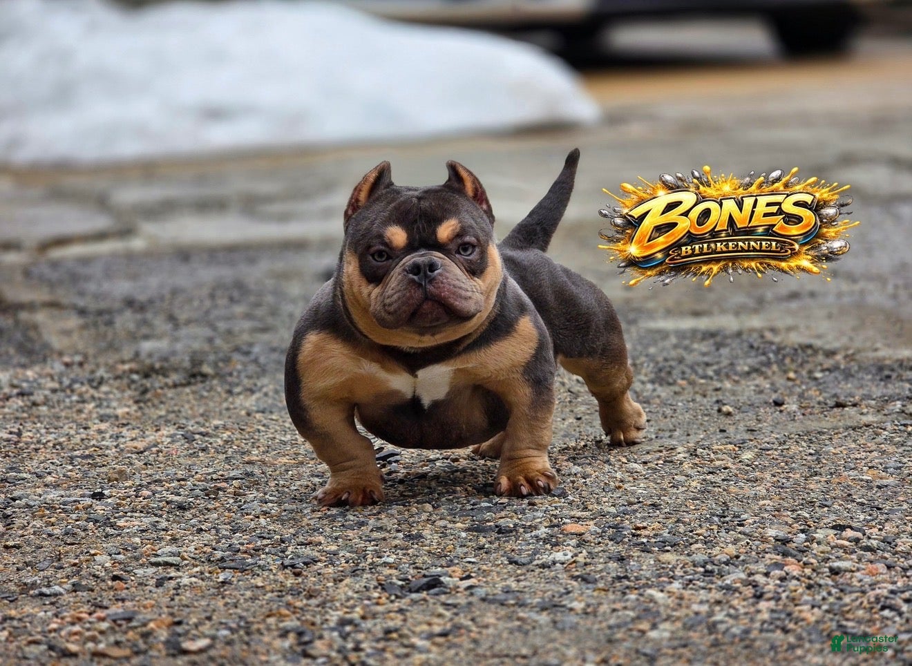 American Bully dogs Bones  - Ad 12