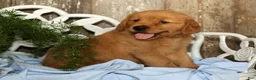 Golden Retriever dogs for sale: Jasper - Ad 4